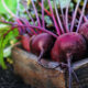 nitric oxide beet root